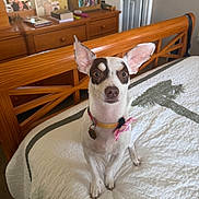 Nori joined the competition — help win amazing prizes! dog, small_dog, bed, quilt, collar, pink_bow, ears, wooden_bedframe, dresser, photograph, room, indoor, pet, animal, furniture, portrait, sitting, looking, cute, domestic