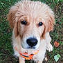 dog, puppy, golden_retriever, grass, orange_harness, outdoor, pet, cute, fur, animal, canine, sitting, young, nature, leaf, closeup, adorable, mammal, friendly, companion