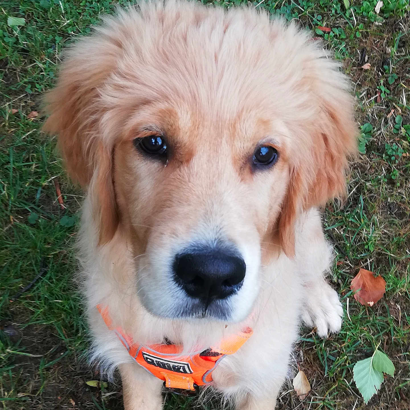 Arsène a rejoint le concours — aidez-le/la à gagner de superbes lots ! adorable, animal, canine, closeup, companion, cute, dog, friendly, fur, golden_retriever, grass, leaf, mammal, nature, orange_harness, outdoor, pet, puppy, sitting, young
