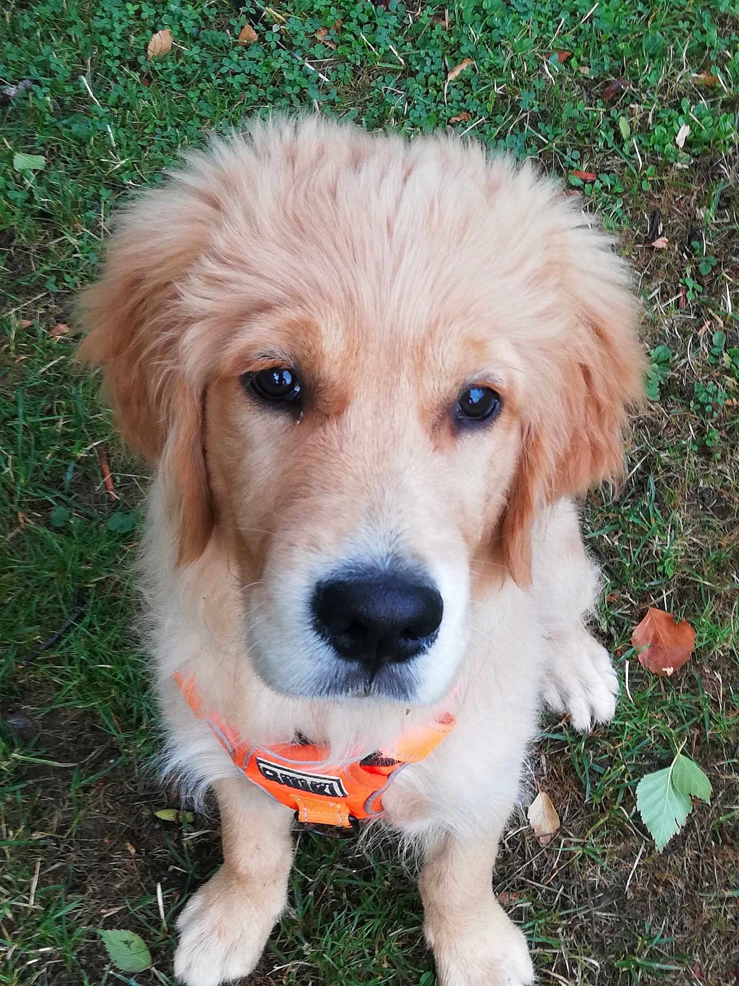 Arsène a rejoint le concours — aidez-le/la à gagner de superbes lots ! dog, puppy, golden_retriever, grass, orange_harness, outdoor, pet, cute, fur, animal, canine, sitting, young, nature, leaf, closeup, adorable, mammal, friendly, companion