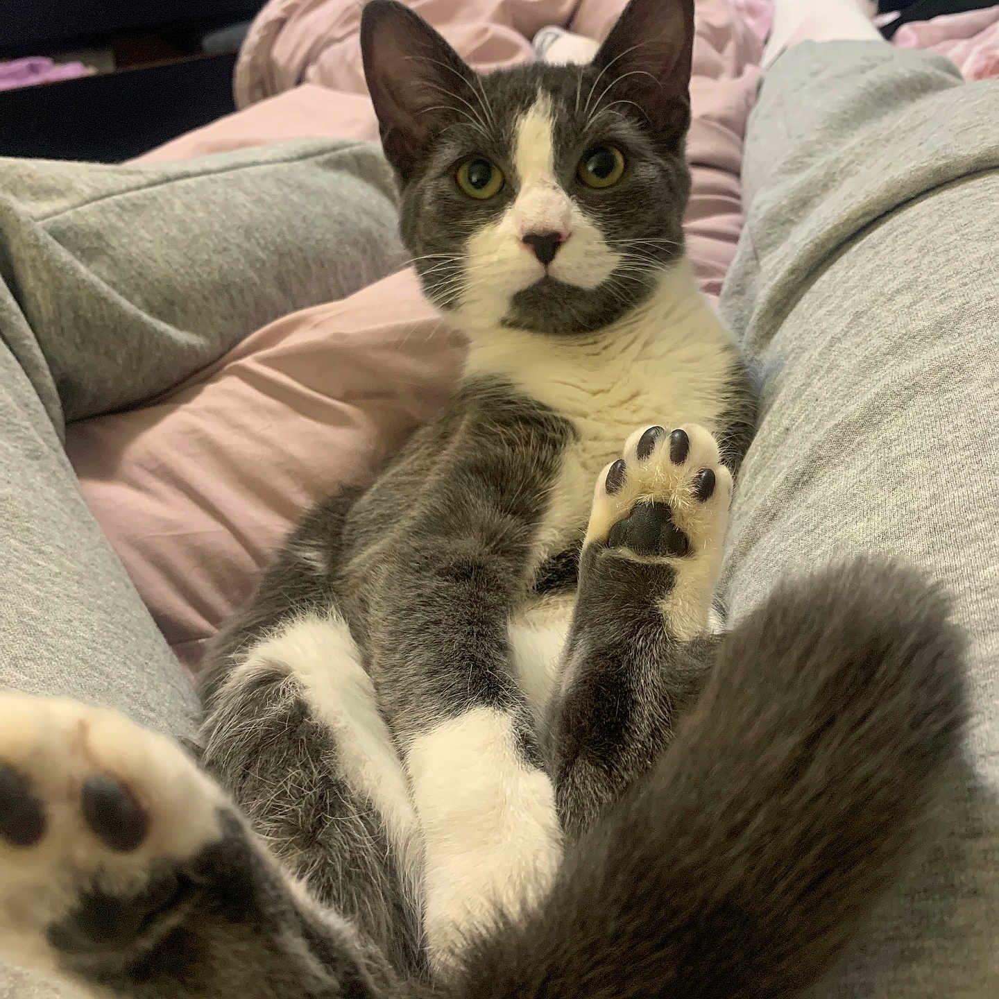 Socks is registered to the contest to win money with this photo: abyssinian, animal, architecture, bed, bedroom, blanket, building, cat, couch, cushion, electronics, furniture, homedecor, indoors, kitten, manx, person, pet, room, sleeping