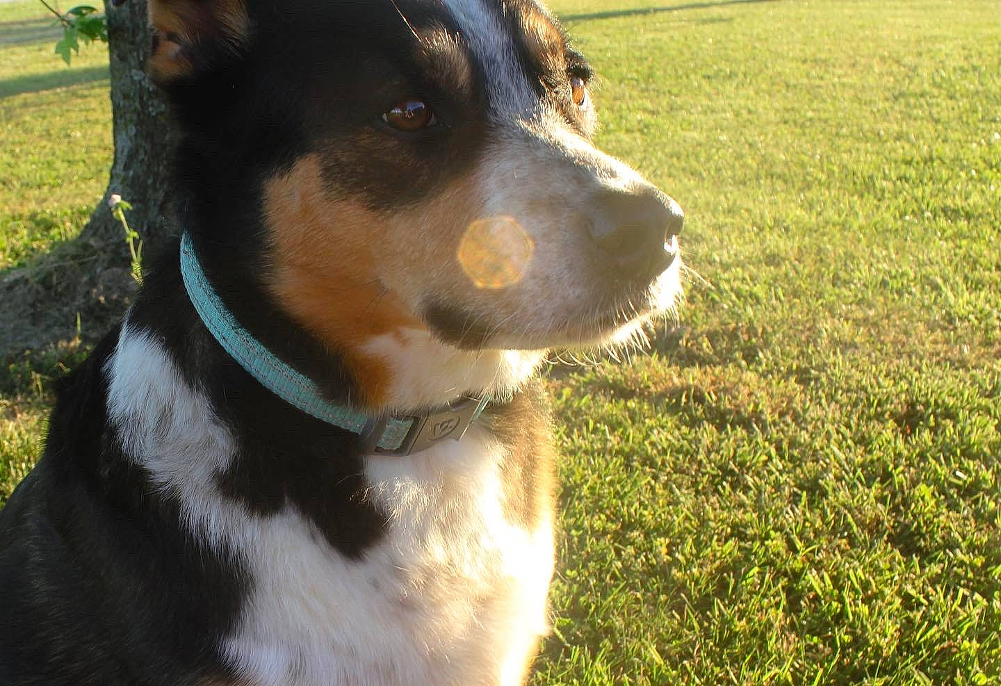 Bowe joined the competition — help win amazing prizes! canidae, carnivore, collar, companion_dog, dog, dog_breed, dog_collar, fashion_accessory, fawn, grass, grassland, herding_dog, leash, plant, sporting_group, terrestrial_animal, terrier, whiskers, working_animal, working_dog