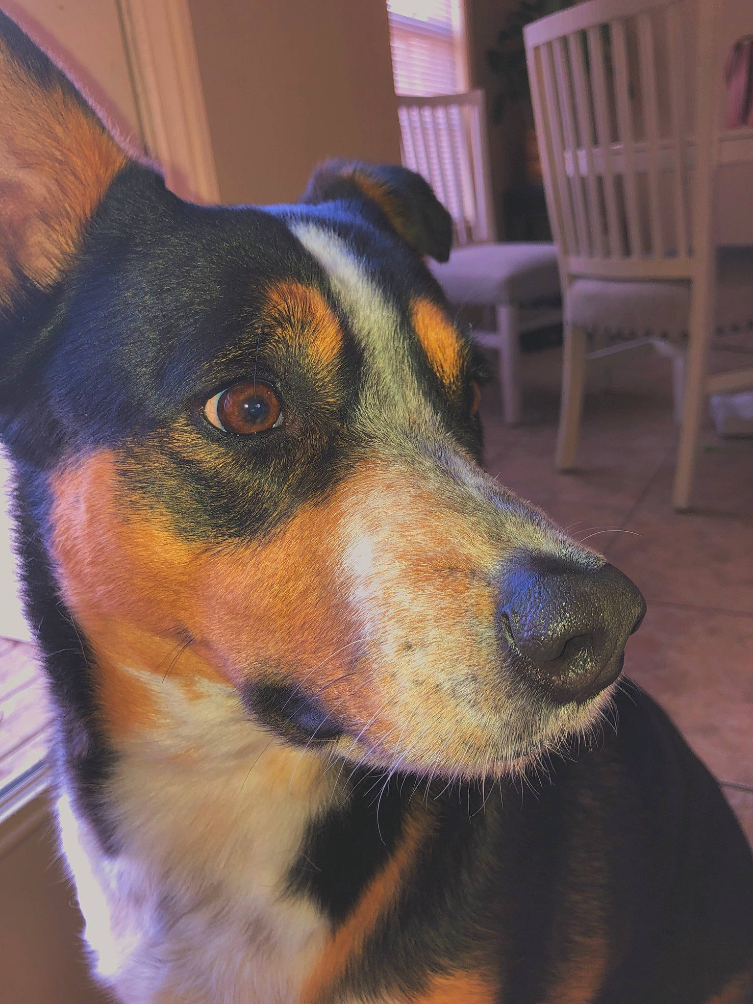 Bowe is registered to the contest to win money with this photo: canidae, carnivore, chair, collar, companion_dog, couch, dog, dog_breed, fawn, flooring, fur, guard_dog, hardwood, snout, sporting_group, terrestrial_animal, whiskers, windsor_chair, working_animal, working_dog