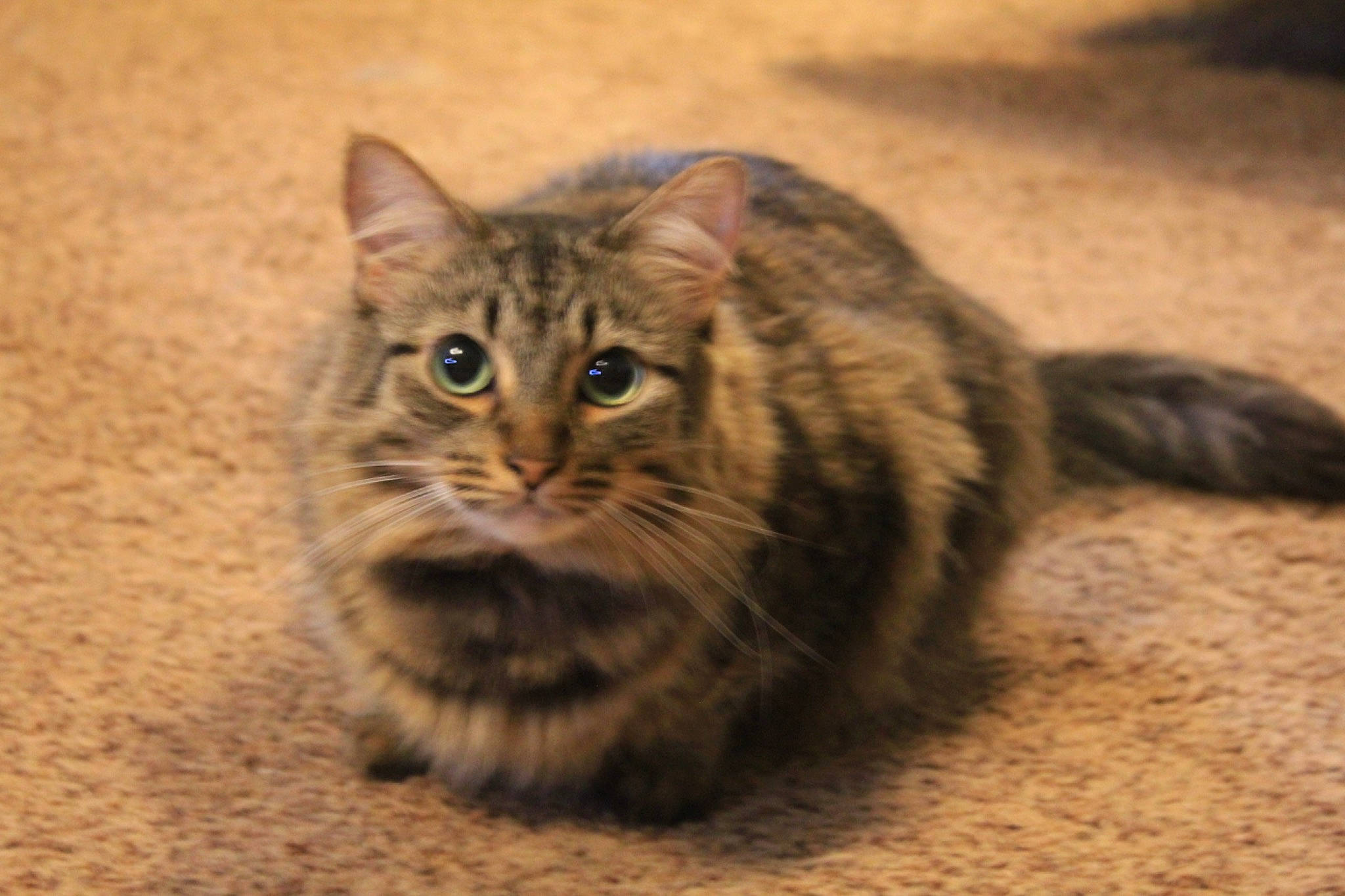 Oakley is registered to the contest to win money with this photo: carnivore, cat, domestic_short_haired_cat, fawn, felidae, fur, grass, paw, sand, small_to_medium_sized_cats, soil, terrestrial_animal, whiskers, wildlife, wood