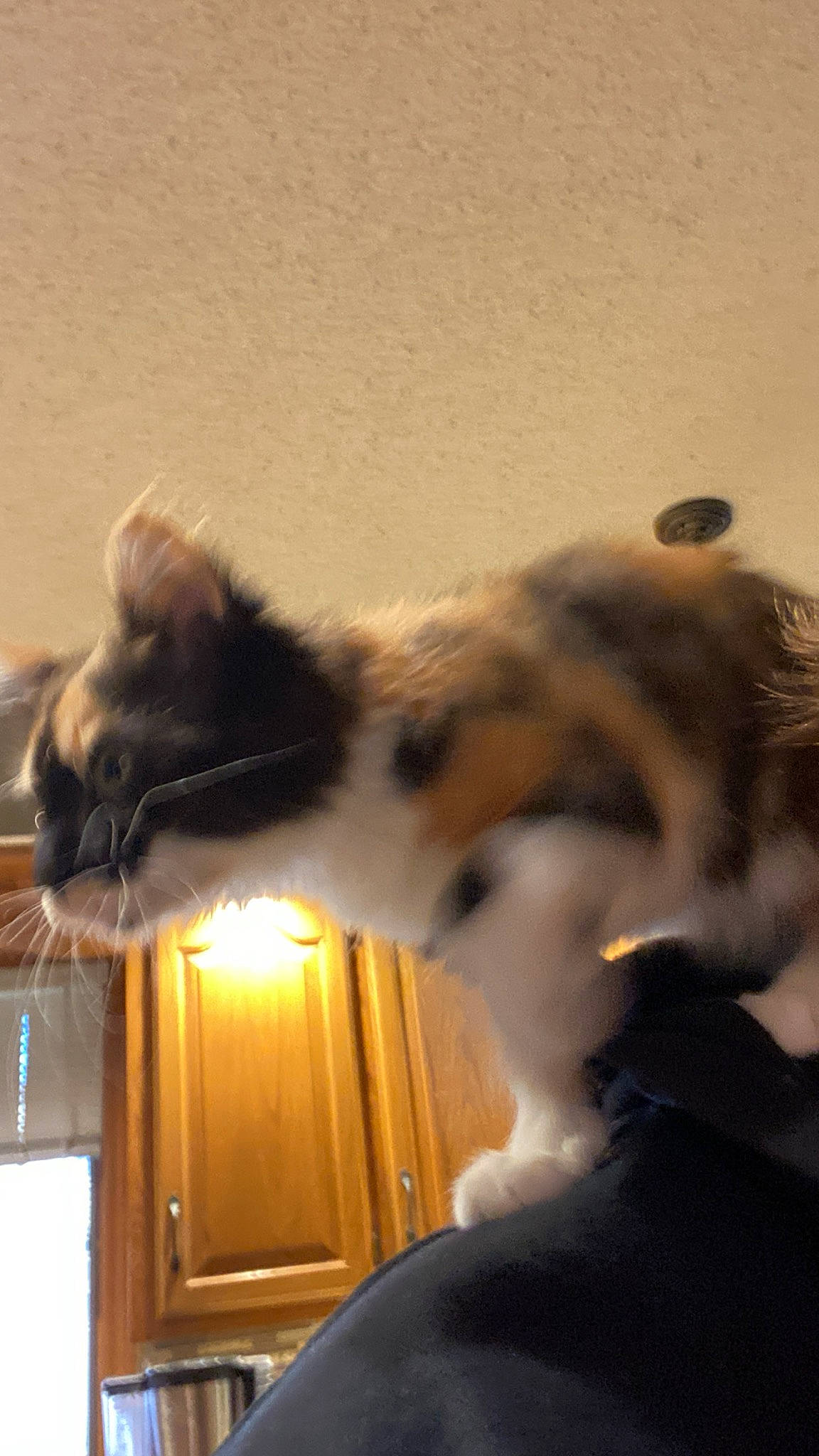 Phoebe joined the competition — help win amazing prizes! cabinetry, carnivore, cat, domestic_short_haired_cat, ear, felidae, fur, gesture, paw, room, small_to_medium_sized_cats, snout, tail, whiskers, window, wood, wood_stain