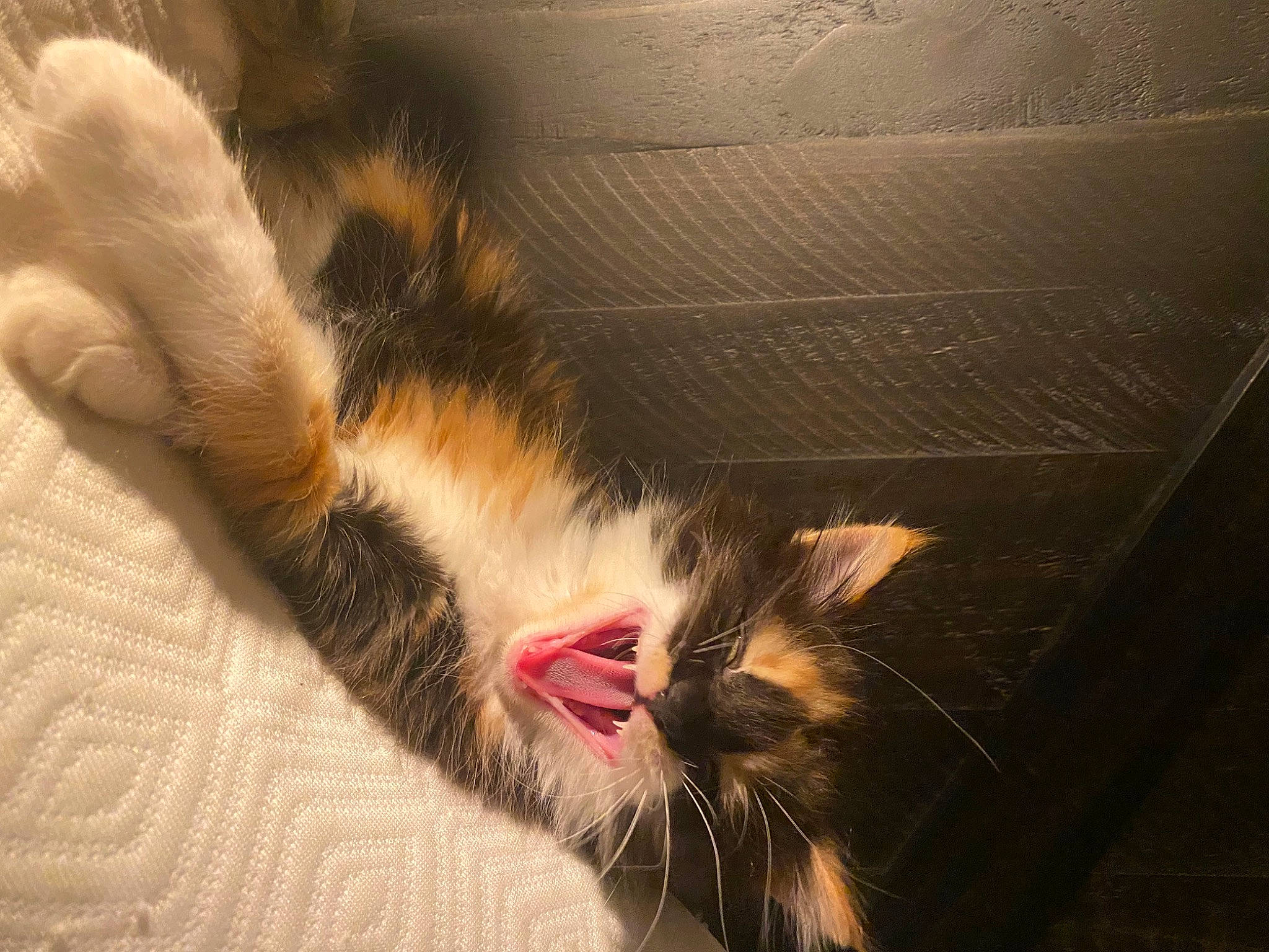 Phoebe joined the competition — help win amazing prizes! carnivore, cat, claw, comfort, domestic_short_haired_cat, eye, felidae, foot, fur, human_leg, nap, paw, plant, sleep, small_to_medium_sized_cats, snout, tail, whiskers, window, yawn