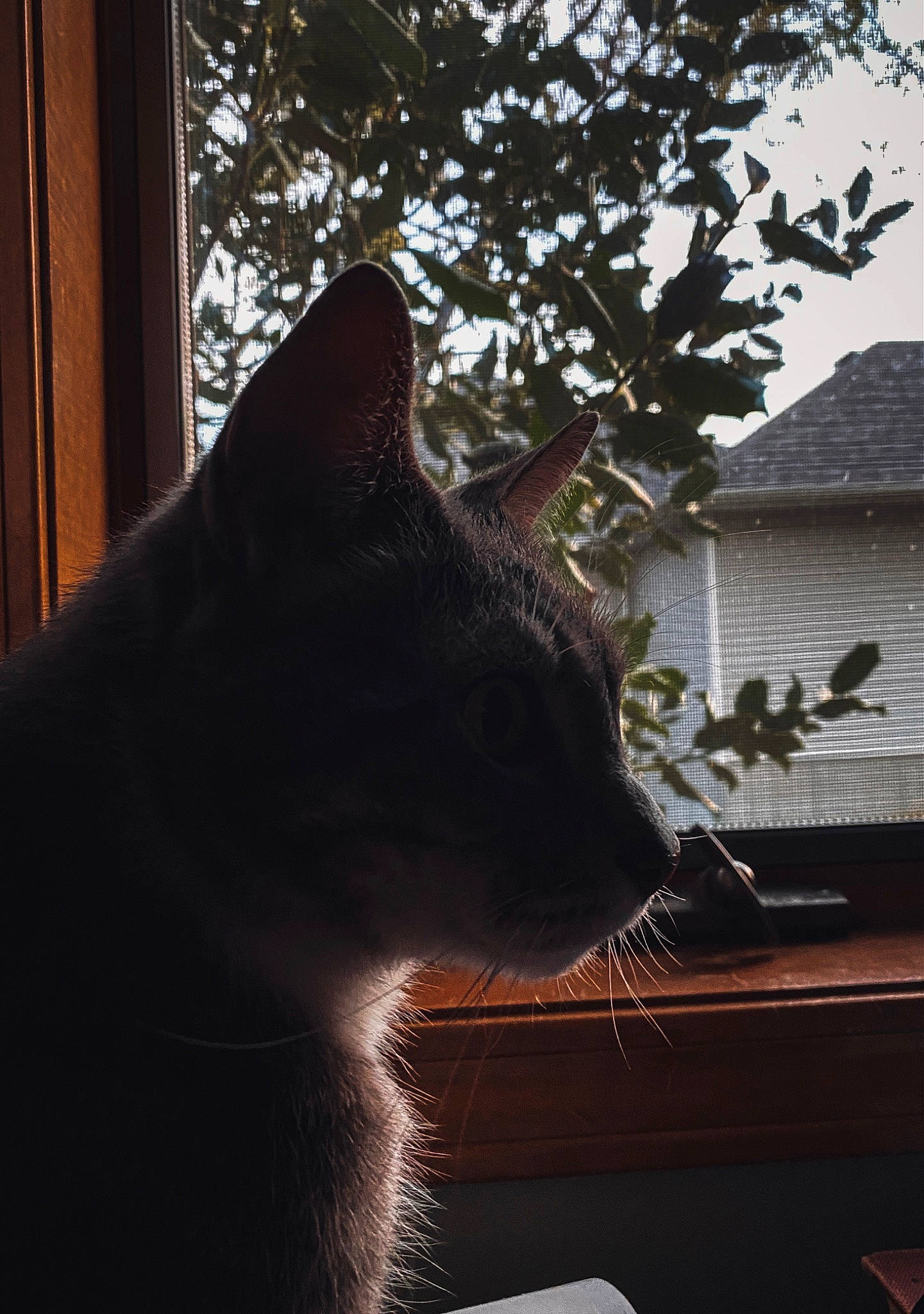 Jasper is registered to the contest to win money with this photo: black_cat, building, carnivore, cat, comfort, eye, felidae, grass, grey, house, plant, sky, small_to_medium_sized_cats, snout, sunlight, tail, tints_and_shades, tree, whiskers, window