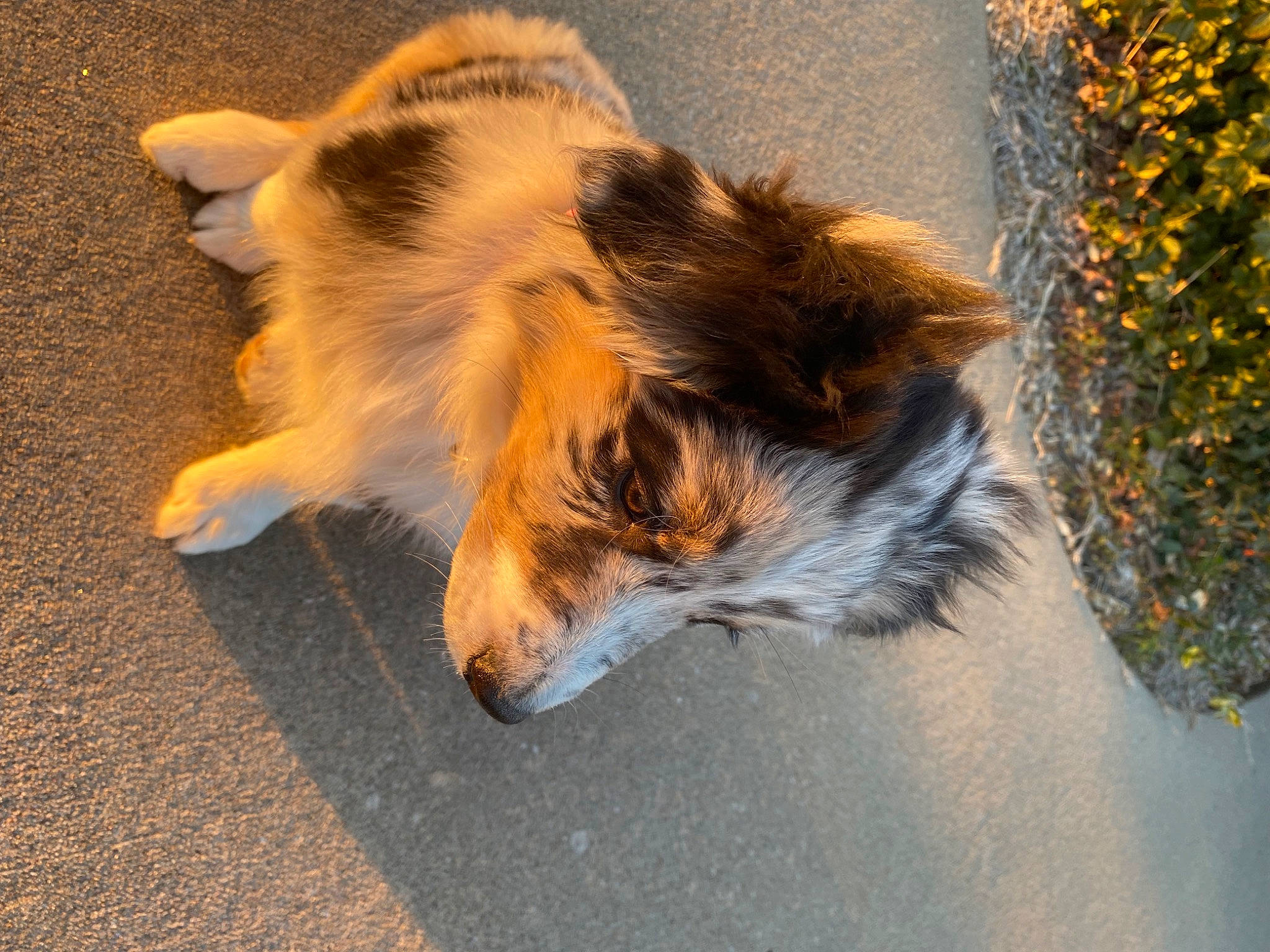 Aspen joined the competition — help win amazing prizes! asphalt, canidae, carnivore, collie, companion_dog, dog, dog_breed, fawn, fur, herding_dog, paw, road_surface, scotch_collie, snout, sporting_group, tail, terrestrial_animal, whiskers, wildlife, working_dog