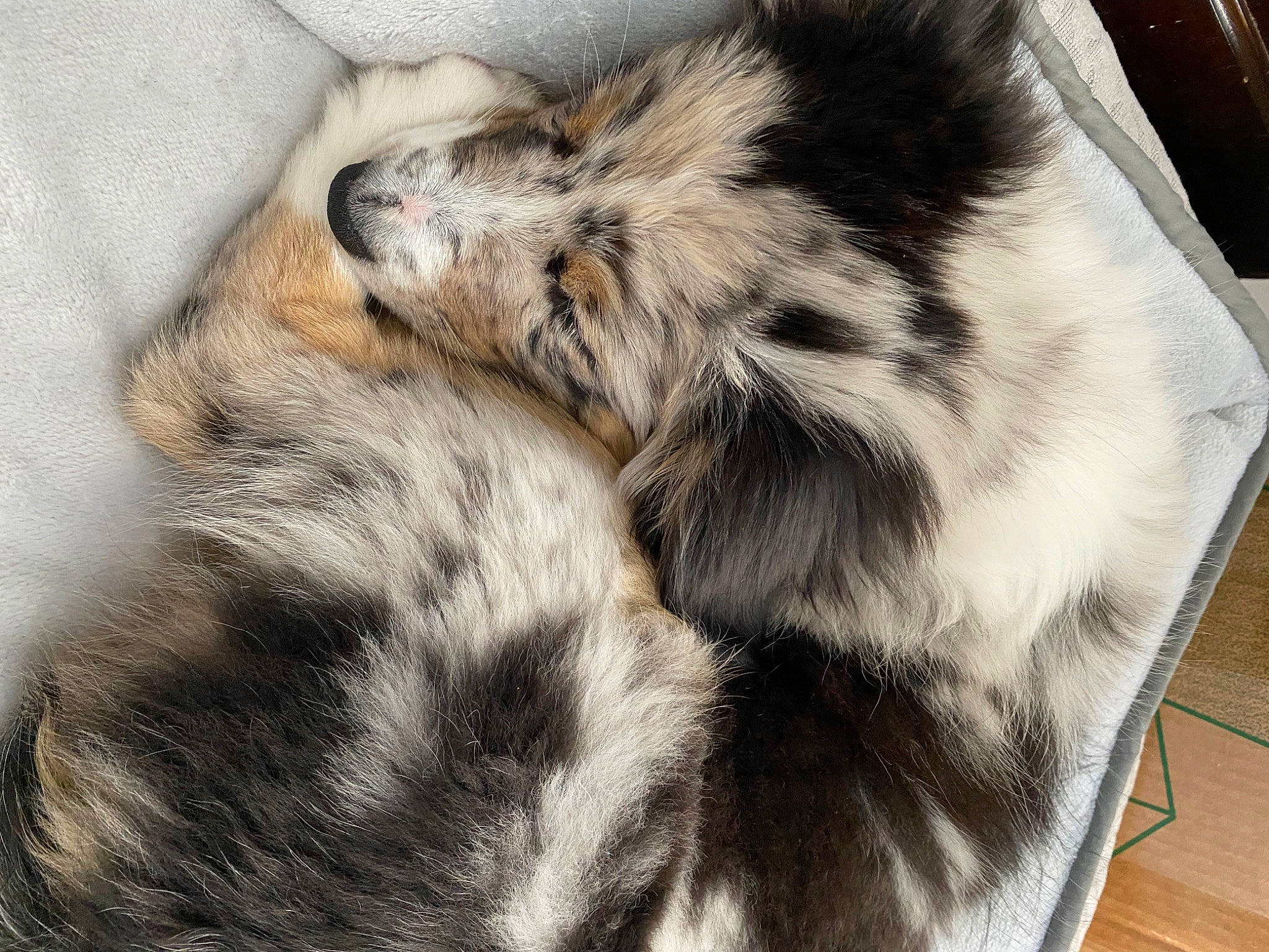 Aspen is registered to the contest to win money with this photo: canidae, carnivore, claw, companion_dog, dog, dog_breed, felidae, flooring, fur, hardwood, paw, puppy, sleep, small_to_medium_sized_cats, snout, sporting_group, terrestrial_animal, whiskers, wildlife, working_dog