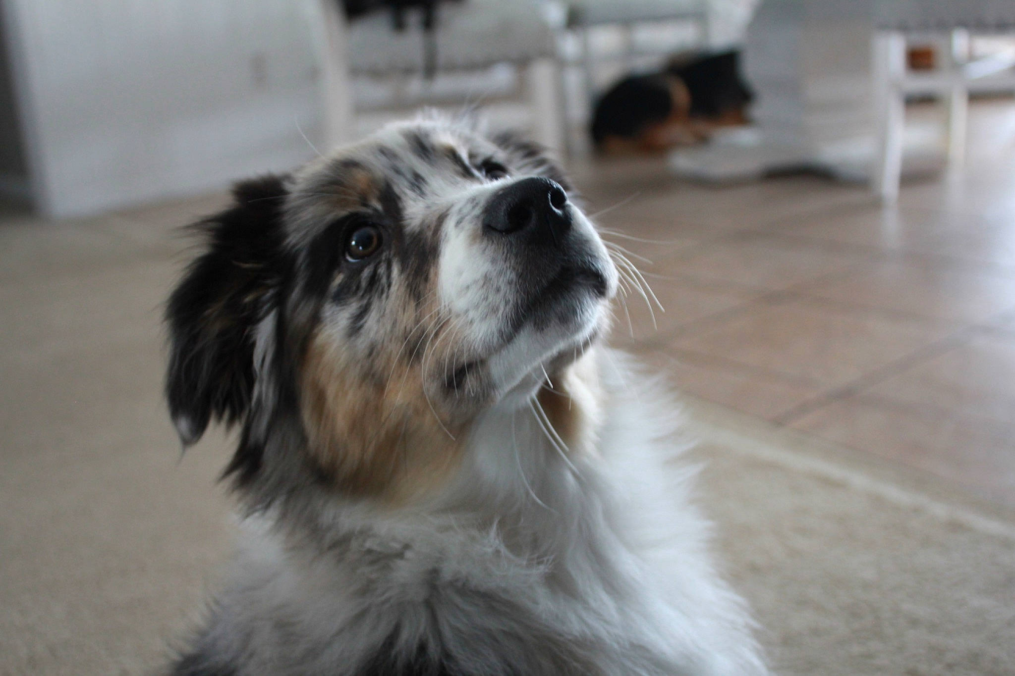 Aspen joined the competition — help win amazing prizes! australian_collie, australian_shepherd, carnivore, companion_dog, dog, dog_breed, flooring, fur, hardwood, herding_dog, miniature_australian_shepherd, puppy, snout, sporting_group, terrestrial_animal, toy_dog, whiskers, working_animal, working_dog