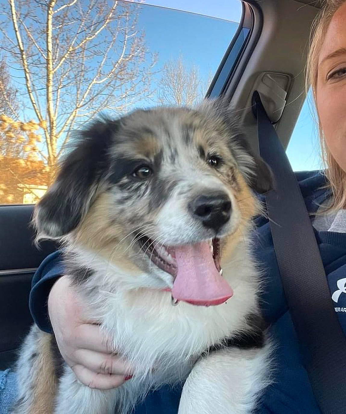 Aspen joined the competition — help win amazing prizes! australian_shepherd, canidae, carnivore, companion_dog, dog, dog_breed, fur, herding_dog, miniature_australian_shepherd, plant, sky, snout, sporting_group, terrestrial_animal, travel, tree, whiskers, window, windshield, working_dog
