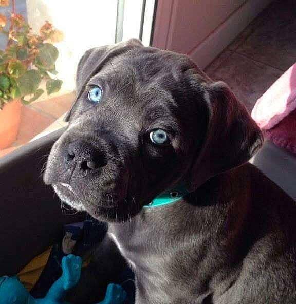 Lennon participe au concours pour gagner de l'argent avec cette photo : bandog, beagador, boxer, bullmastiff, cane_corso, canidae, carnivore, companion_dog, dog, dog_breed, fawn, great_dane, labrador_retriever, mammal, puggle, puppy, rare_breed_dog, snout, sporting_group, vertebrate