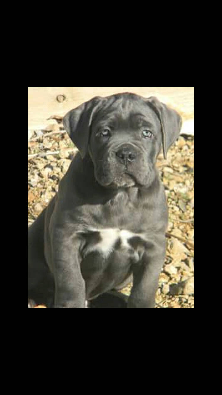 Lennon participe au concours pour gagner de l'argent avec cette photo : bandog, boerboel, boxer, bullmastiff, cane_corso, canidae, carnivore, dog, dog_breed, fawn, guard_dog, mammal, molosser, non_sporting_group, puppy, snout, vertebrate, working_dog