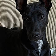 Genevieve joined the competition — help win amazing prizes! dog, black_dog, pet, indoor, couch, furniture, ears, animal, portrait, looking_at_camera, canine, resting, fur, close_up, domestic_animal, companion, home, laying_down, corduroy, curious