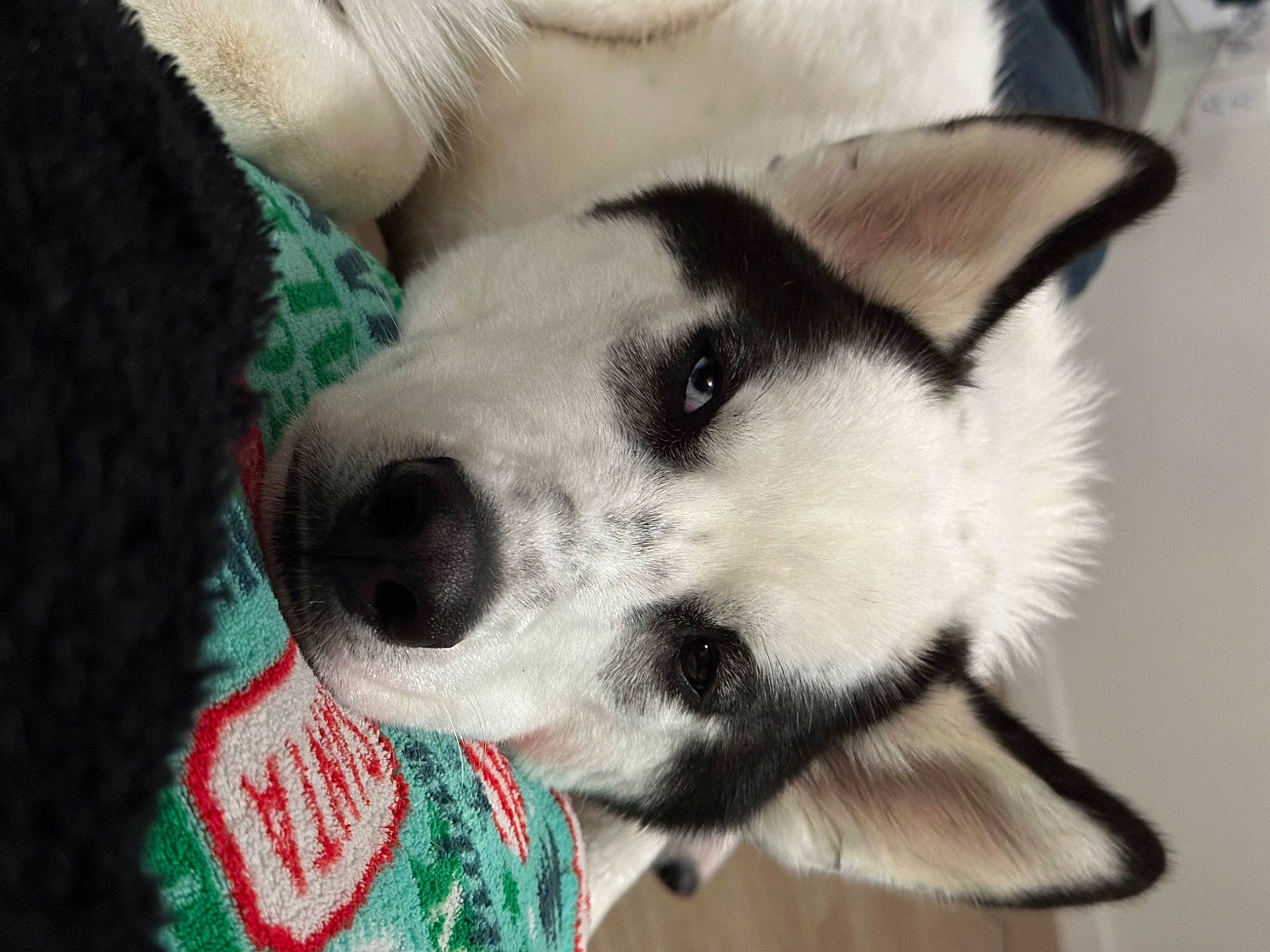 Loki is registered to the contest to win money with this photo: ancient_dog_breeds, canidae, canis, carnivore, collar, companion_dog, dog, dog_breed, dog_collar, fur, herding_dog, non_sporting_group, siberian_husky, sled_dog, snout, sporting_group, whiskers, working_animal, working_dog