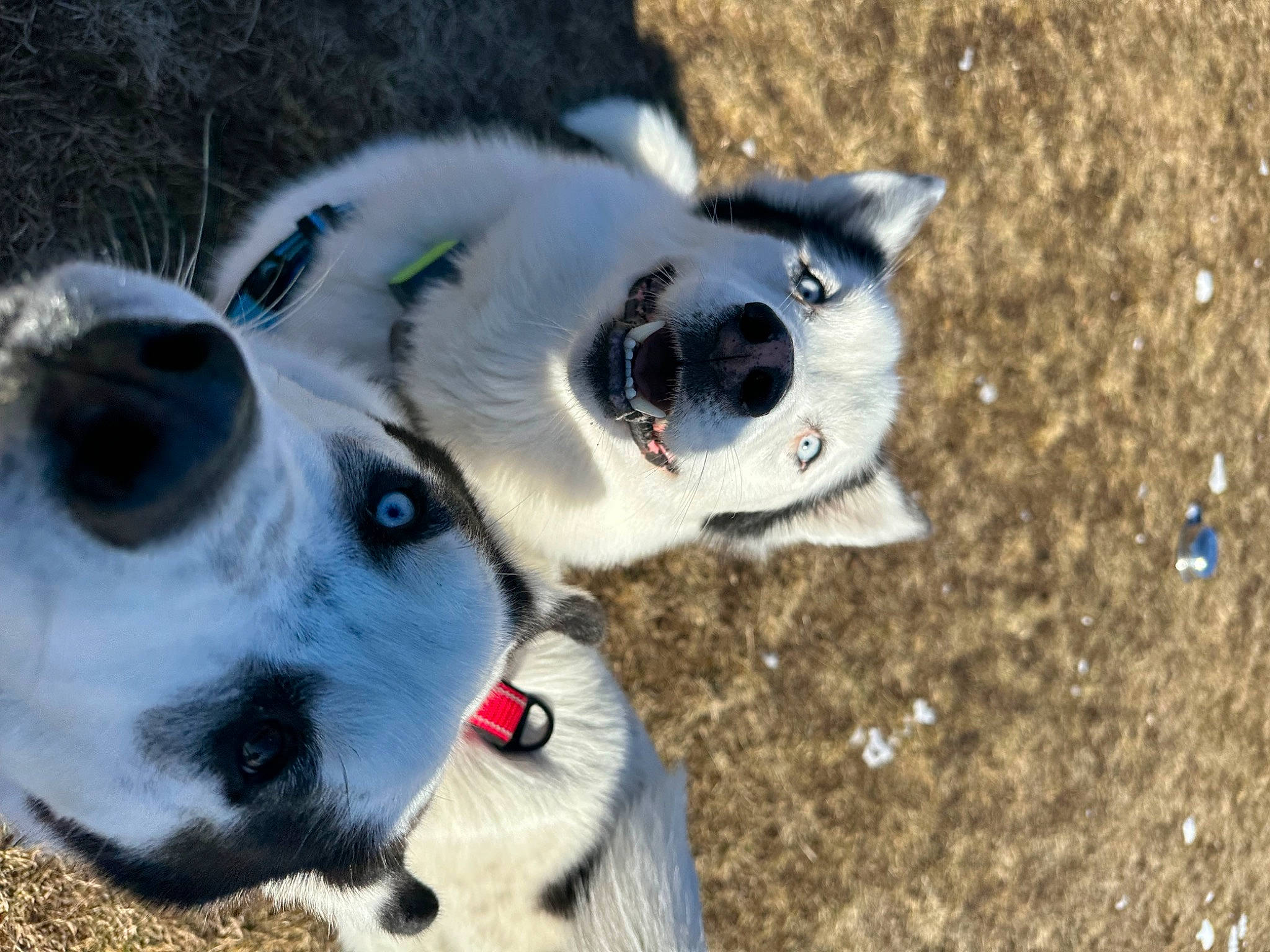 Loki is registered to the contest to win money with this photo: carnivore, collar, companion_dog, dog, dog_breed, dog_collar, dog_supply, fur, grass, snout, sporting_group, terrestrial_animal, whiskers, working_animal, working_dog