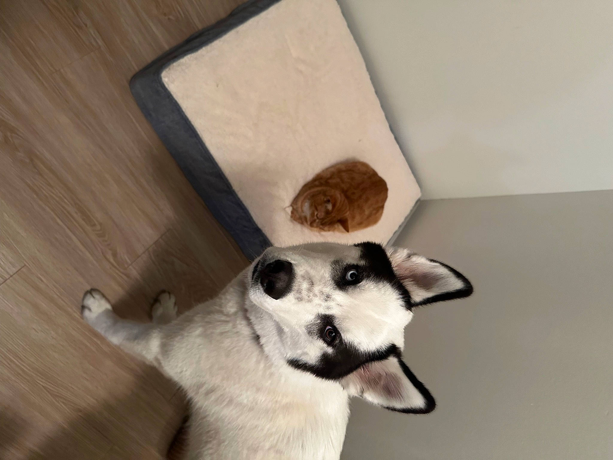 Loki is registered to the contest to win money with this photo: bone, canidae, carnivore, companion_dog, dog, dog_breed, fawn, felidae, foot, fur, hardwood, jaw, paw, sporting_group, tail, terrestrial_animal, whiskers, wildlife, wood, working_animal