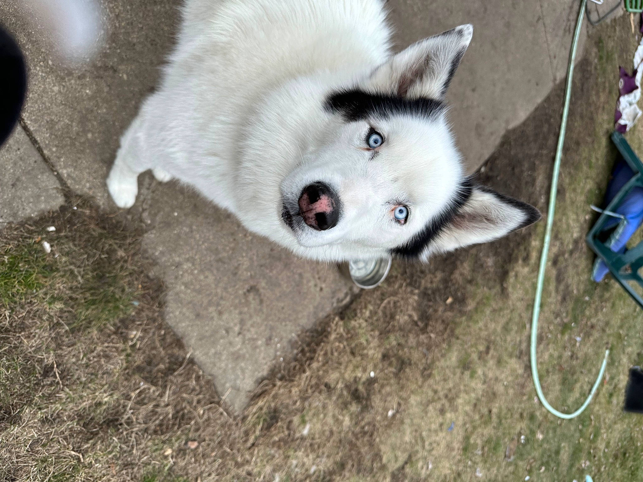 Duke is registered to the contest to win money with this photo: ancient_dog_breeds, canidae, canis, carnivore, companion_dog, dog, dog_breed, fur, grass, non_sporting_group, siberian_husky, snout, soil, sporting_group, tail, terrestrial_animal, whiskers, working_animal, working_dog