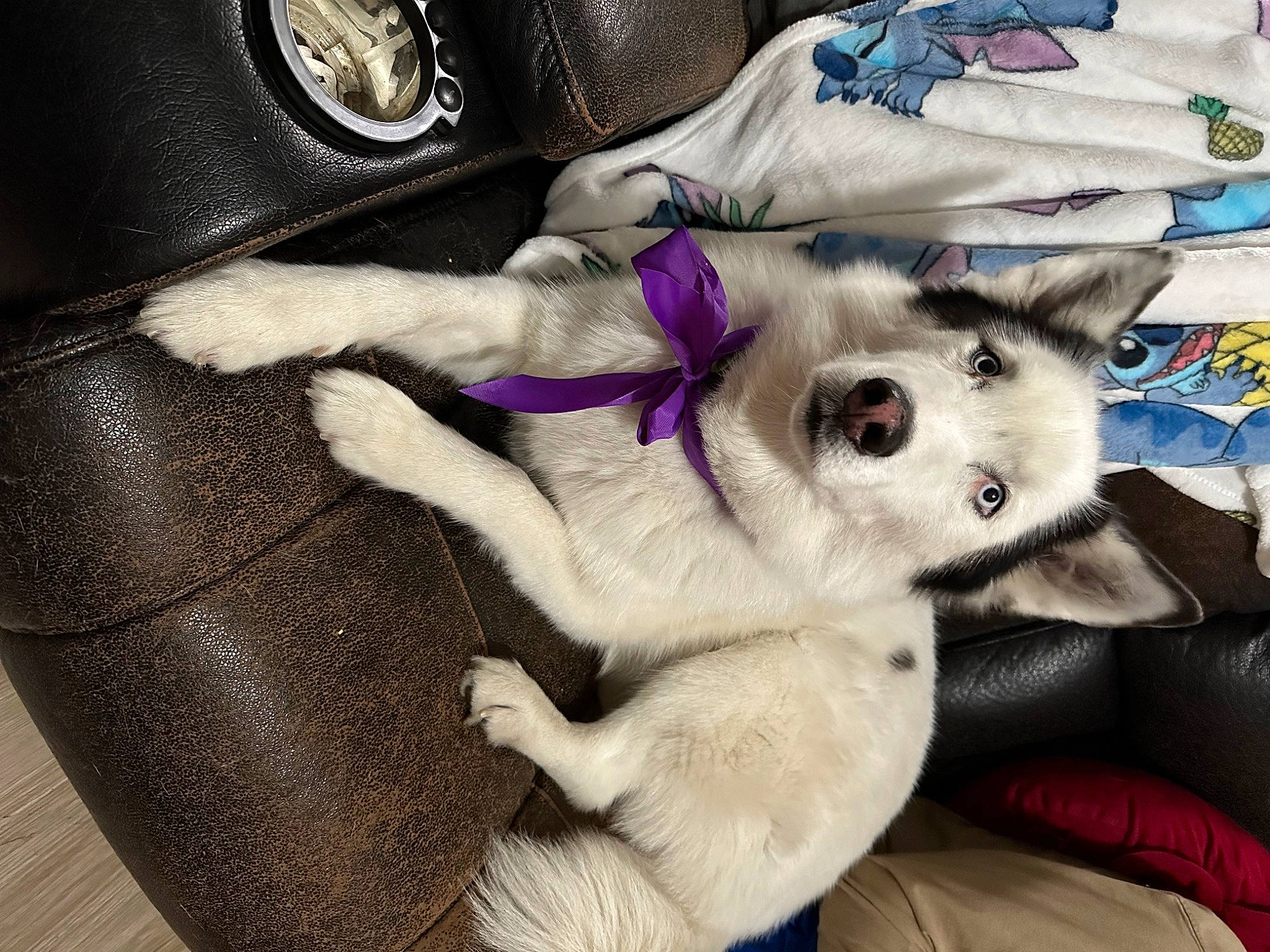 Duke joined the competition — help win amazing prizes! bag, canidae, carnivore, cat, comfort, companion_dog, dog_breed, dog_supply, fashion_accessory, fawn, felidae, fur, linens, magenta, photography, purple, sleeve, small_to_medium_sized_cats, sporting_group, whiskers