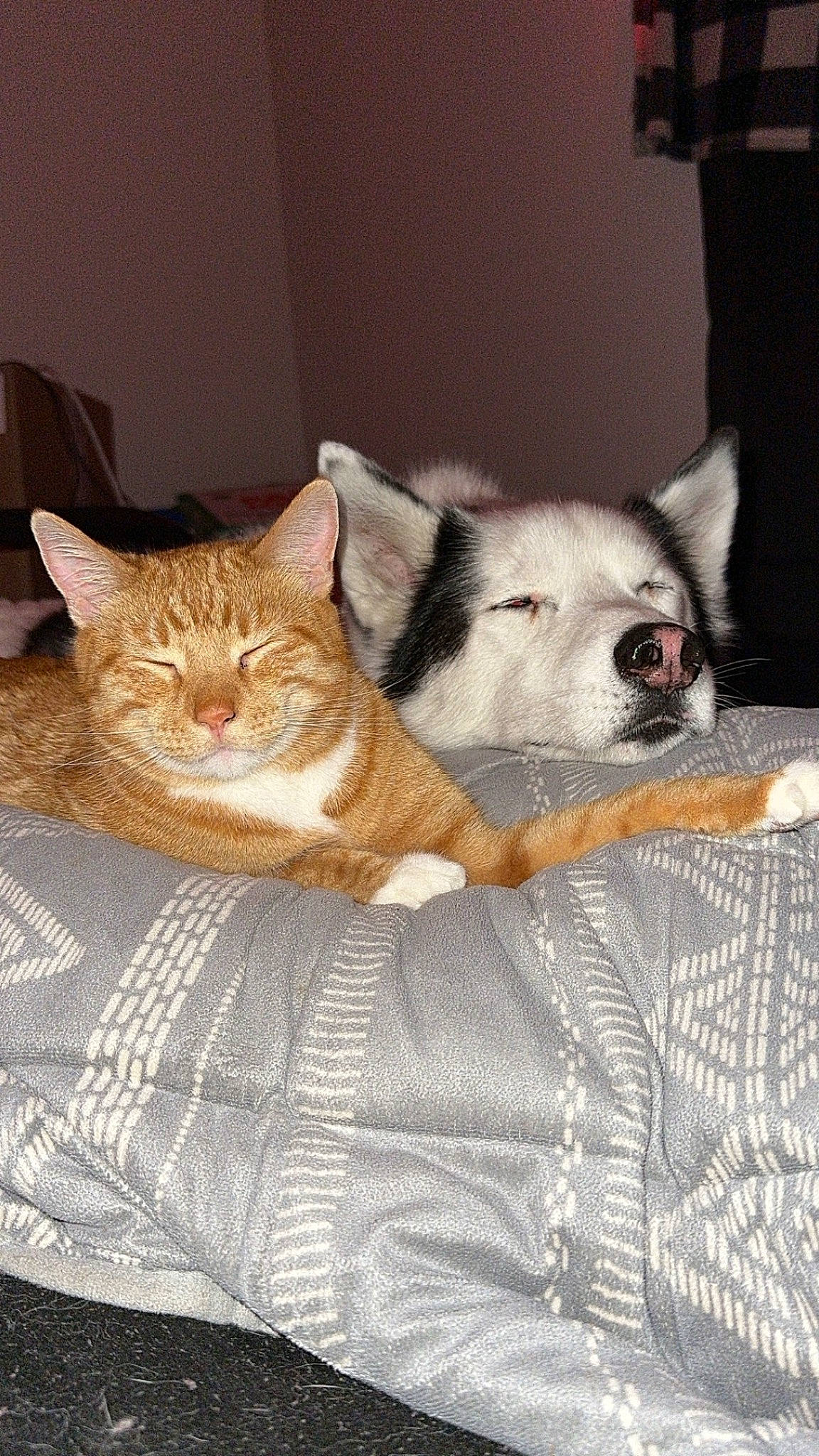 Pebbles is registered to the contest to win money with this photo: bedding, carnivore, cat, comfort, companion_dog, couch, dog, dog_breed, domestic_short_haired_cat, fawn, felidae, fur, linens, nap, paw, small_to_medium_sized_cats, snout, tail, whiskers, wood