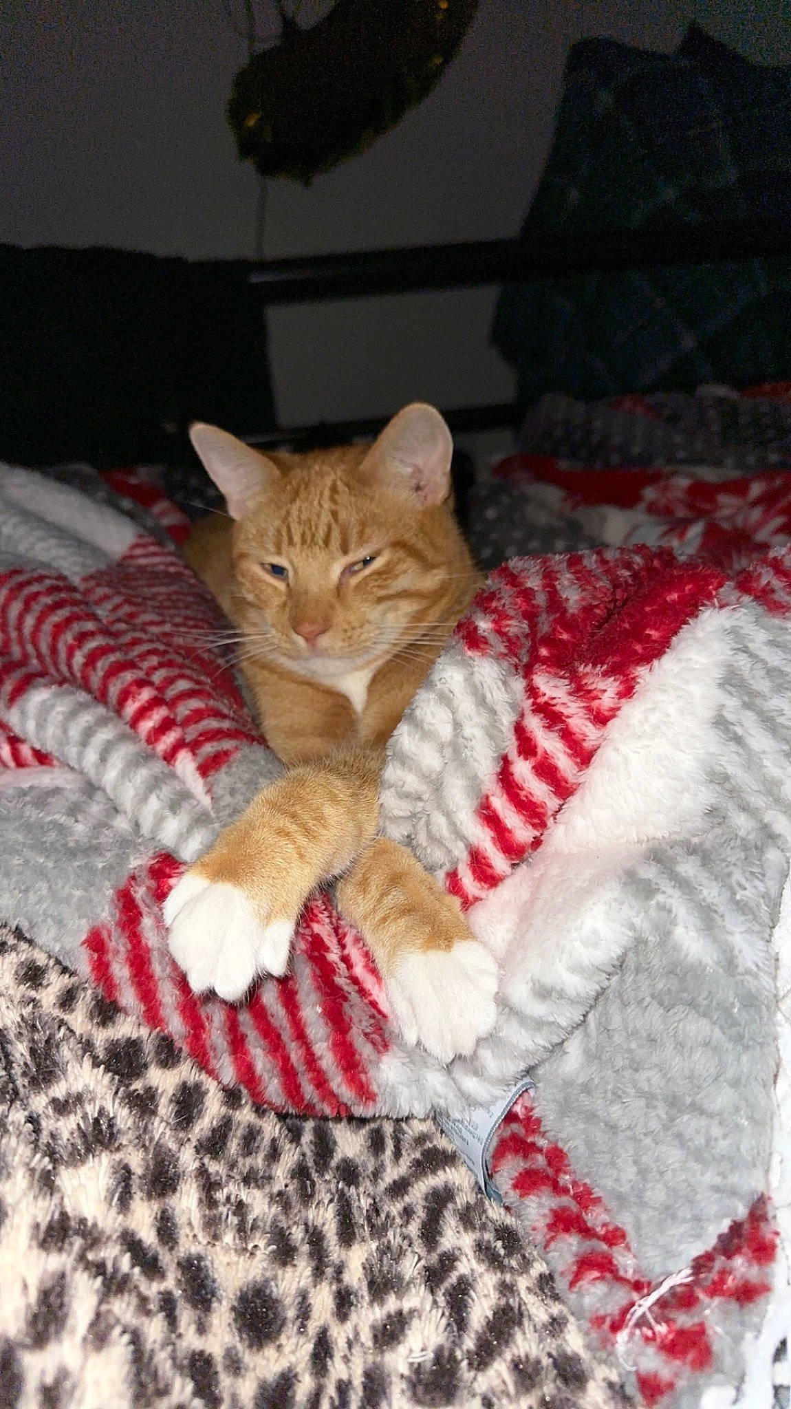 Pebbles joined the competition — help win amazing prizes! bed, bed_sheet, bedding, carnivore, cat, claw, comfort, domestic_short_haired_cat, fawn, felidae, fur, linens, pattern, paw, room, small_to_medium_sized_cats, tail, textile, tree, whiskers