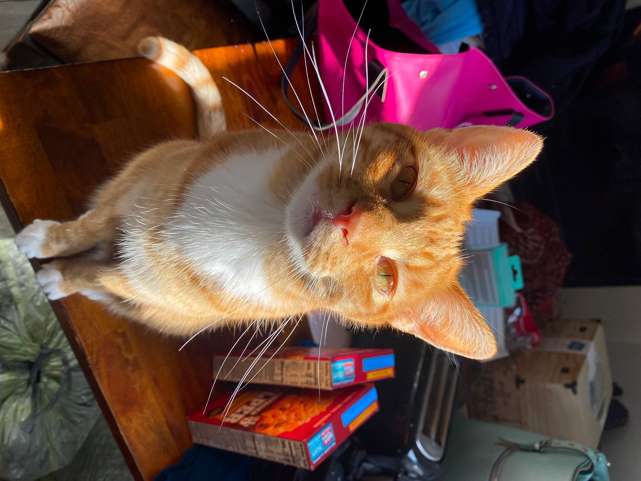 Pebbles is registered to the contest to win money with this photo: canidae, carnivore, cat, claw, domestic_short_haired_cat, event, fawn, felidae, fur, paw, small_to_medium_sized_cats, snout, tail, thai, whiskers