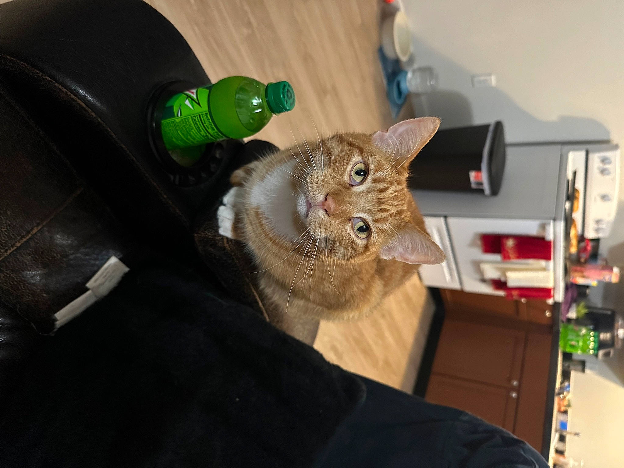 Pebbles is registered to the contest to win money with this photo: beer, bottle, carnivore, cat, claw, domestic_short_haired_cat, felidae, fur, glove, small_to_medium_sized_cats, tail, whiskers, wood