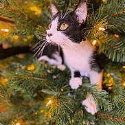 Katniss joined the competition — help win amazing prizes! animal, black_and_white_cat, cat, christmas_tree, close_up, curious, cute, domestic_cat, feline, festive, greenery, holiday_lights, indoor, nature, pet, pine_needles, soft_focus, tree_branch, whiskers, yellow_eyes