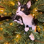 animal, black_and_white_cat, cat, christmas_tree, close_up, curious, cute, domestic_cat, feline, festive, greenery, holiday_lights, indoor, nature, pet, pine_needles, soft_focus, tree_branch, whiskers, yellow_eyes