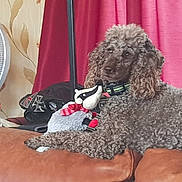Simba Doo joined the competition — help win amazing prizes! canidae, carnivore, comfort, companion_dog, curtain, dog, dog_breed, electric_fan, fawn, fur, home_appliance, liver, mechanical_fan, poodle, room, sporting_group, toy, toy_dog, water_dog, working_animal