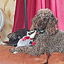 Simba Doo joined the competition — help win amazing prizes! canidae, carnivore, comfort, companion_dog, curtain, dog, dog_breed, electric_fan, fawn, fur, home_appliance, liver, mechanical_fan, poodle, room, sporting_group, toy, toy_dog, water_dog, working_animal