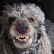 Simba Doo is registered to the contest to win money with this photo: animal, brown, canine, close_up, curly_fur, cute, dog, expression, eyes, friendly, fur, indoor, mouth, muzzle, nose, pet, portrait, snout, teeth, whiskers