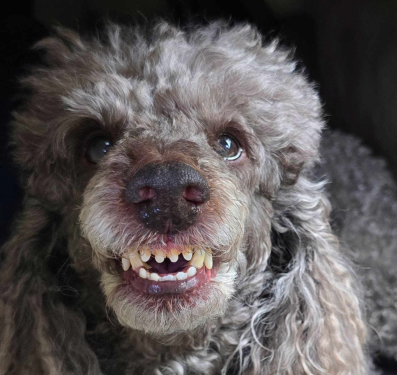 Simba Doo