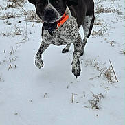 Doc joined the competition — help win amazing prizes! dog, snow, field, winter, outdoor, animal, pet, collar, black_and_white, speckled, running, playful, ears, grass, trees, nature, canine, jumping, frost, cold