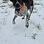 dog, snow, field, winter, outdoor, animal, pet, collar, black_and_white, speckled, running, playful, ears, grass, trees, nature, canine, jumping, frost, cold