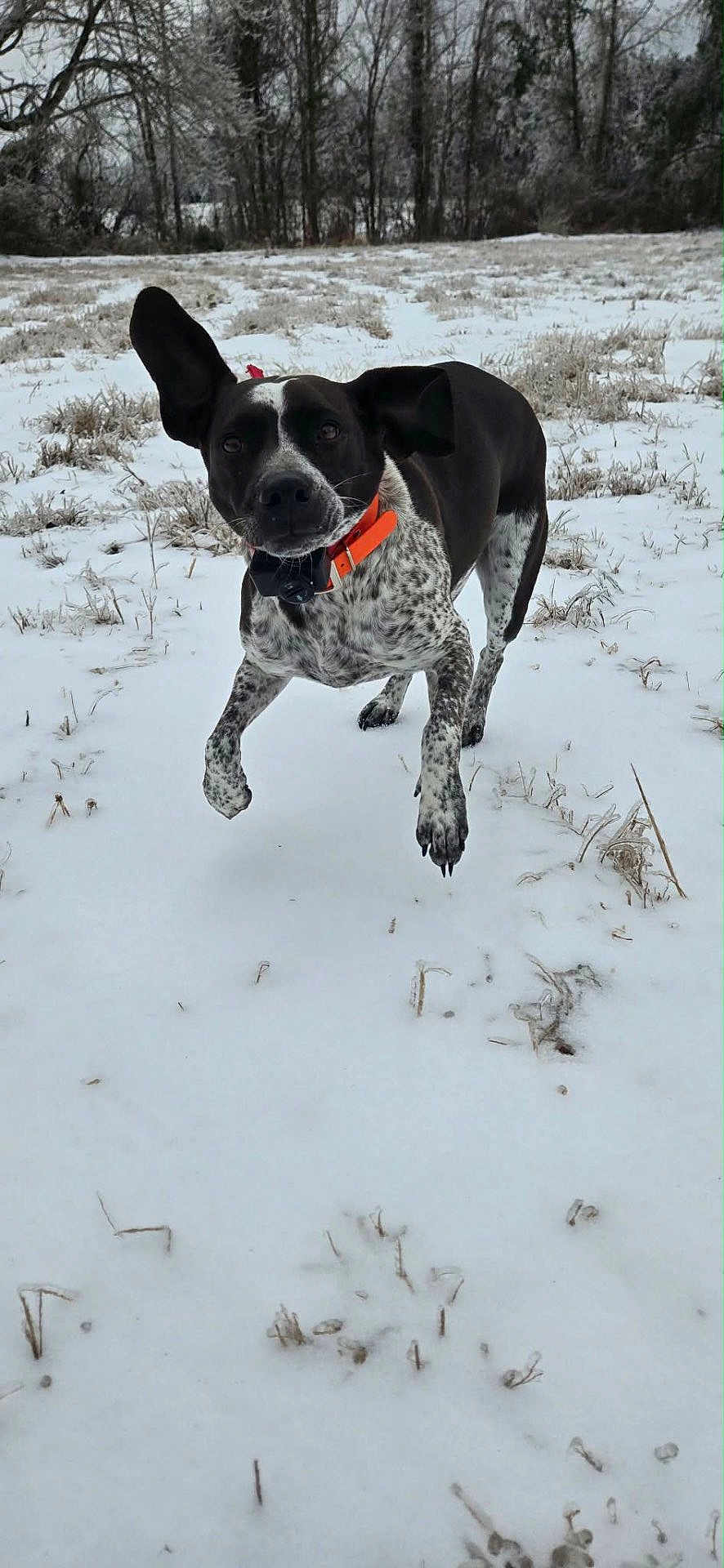 Doc joined the competition — help win amazing prizes! dog, snow, field, winter, outdoor, animal, pet, collar, black_and_white, speckled, running, playful, ears, grass, trees, nature, canine, jumping, frost, cold