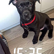 Lefie participe au concours pour gagner de l'argent avec cette photo : animal, canine, clock, clothing, computerhardware, digitalclock, dog, electronics, footwear, hardware, monitor, number, pet, puppy, screen, shoe, snout, symbol, text, tv