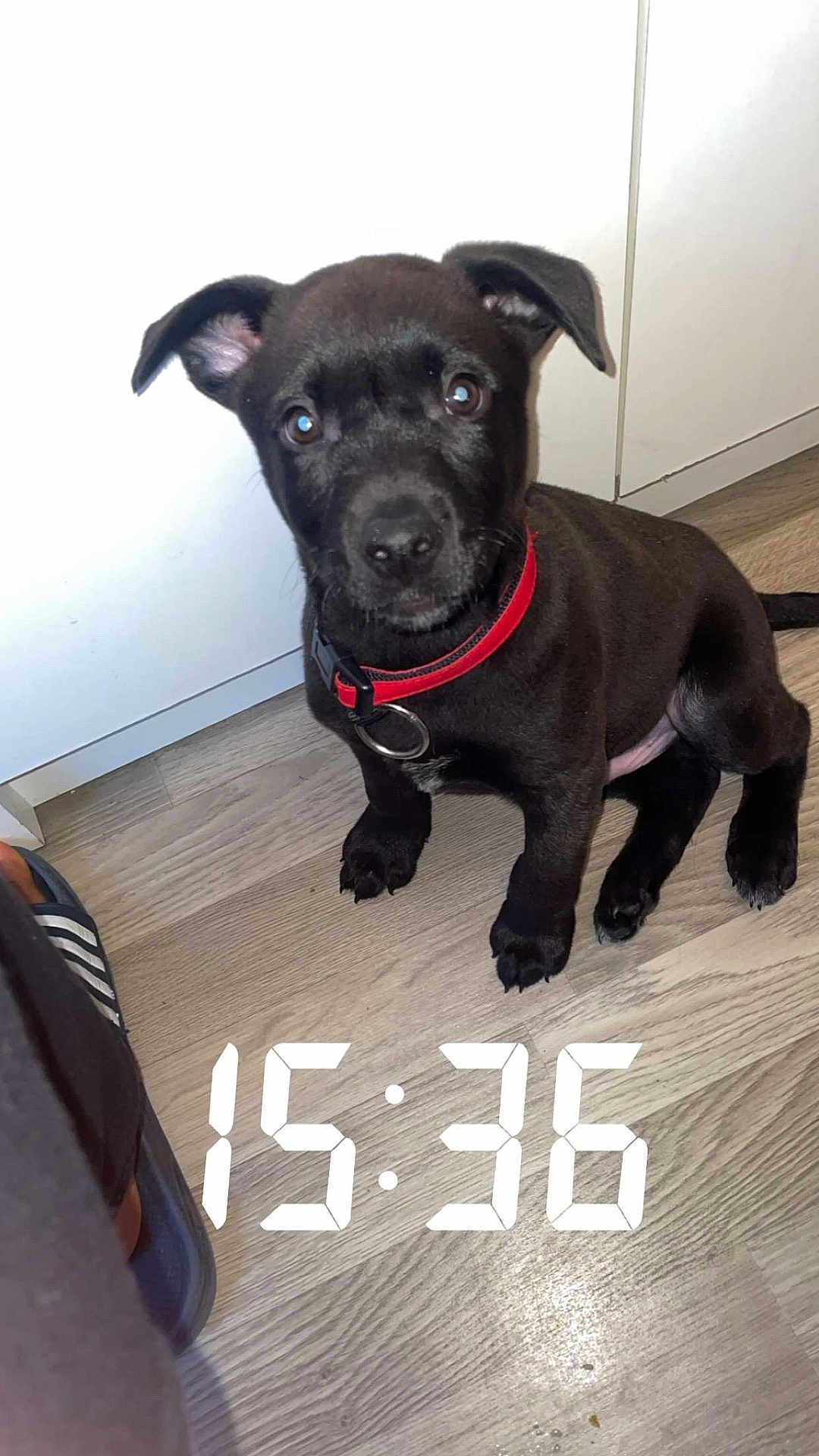 Lefie participe au concours pour gagner de l'argent avec cette photo : animal, canine, clock, clothing, computerhardware, digitalclock, dog, electronics, footwear, hardware, monitor, number, pet, puppy, screen, shoe, snout, symbol, text, tv