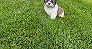 Frankie joined the competition — help win amazing prizes! animal, car, collar, dog, driveway, fluffy, garage, grass, house, lawn, outdoors, pet, portrait, puppy, shih_tzu, sitting, small_dog, suburban, sunlight, white_and_brown
