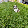 Frankie joined the competition — help win amazing prizes! puppy, dog, shih_tzu, small_dog, fluffy, white_and_brown, pet, animal, lawn, grass, outdoors, suburban, house, garage, driveway, car, portrait, sitting, sunlight, collar