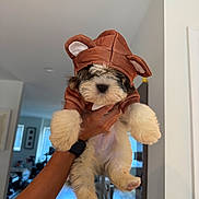 Frankie joined the competition — help win amazing prizes! dog, puppy, small_dog, fluffy, bear_costume, animal_costume, brown, cream_fur, portrait, indoor, home, hallway, held_up, human_hand, human_arm, dangling_paws, adorable, cute, pet, photography