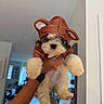 dog, puppy, small_dog, fluffy, bear_costume, animal_costume, brown, cream_fur, portrait, indoor, home, hallway, held_up, human_hand, human_arm, dangling_paws, adorable, cute, pet, photography