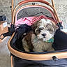 Frankie joined the competition — help win amazing prizes! puppy, dog, shih_tzu, small_dog, fluffy, brown_and_white, pet, stroller, carriage, sitting, portrait, adorable, fur, face, outdoor, concrete, pink, black, pet_transport, cute