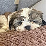 puppy, dog, sleeping, shih_tzu, small_dog, pet, furry, white_and_brown, face, nose, closed_eyes, blanket, bed, cozy, indoors, portrait, cute, relaxed, soft_texture, nap