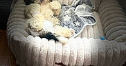 Frankie is registered to the contest to win money with this photo: puppy, dog, sleeping, lying_down, belly_up, fluffy, small_dog, black_and_white, pet_bed, blanket, plush, cozy, indoors, wood_floor, sunlight, relaxed, cute, portrait, home, nap