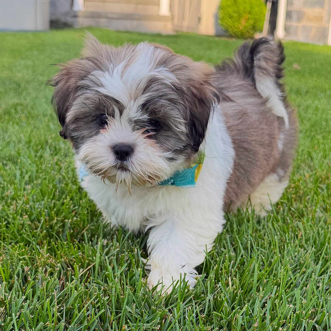 Frankie