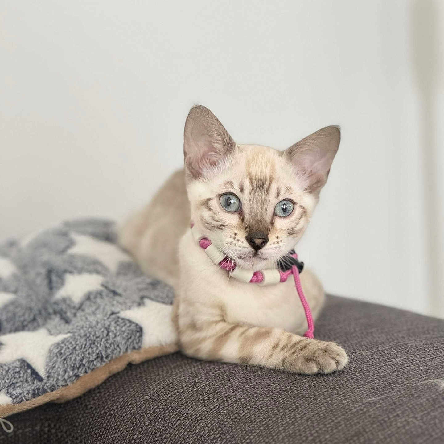 Venom participe au concours pour gagner de l'argent avec cette photo : animal, blanket, cat, cushion, homedecor, kitten, pet, siamese