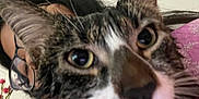 Lucky is registered to the contest to win money with this photo: cat, tabby, close_up, face, whiskers, person, glasses, indoor, wall_decor, flower, pink_clothing, fur, pet, animal, portrait, curious, eyes, nose, head, human