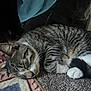 Lucky joined the competition — help win amazing prizes! cat, tabby, sleeping, curled_up, carpet, rug, indoor, pet, feline, whiskers, paw, fur, striped, cozy, resting, animal, domestic, quiet, relaxed, home