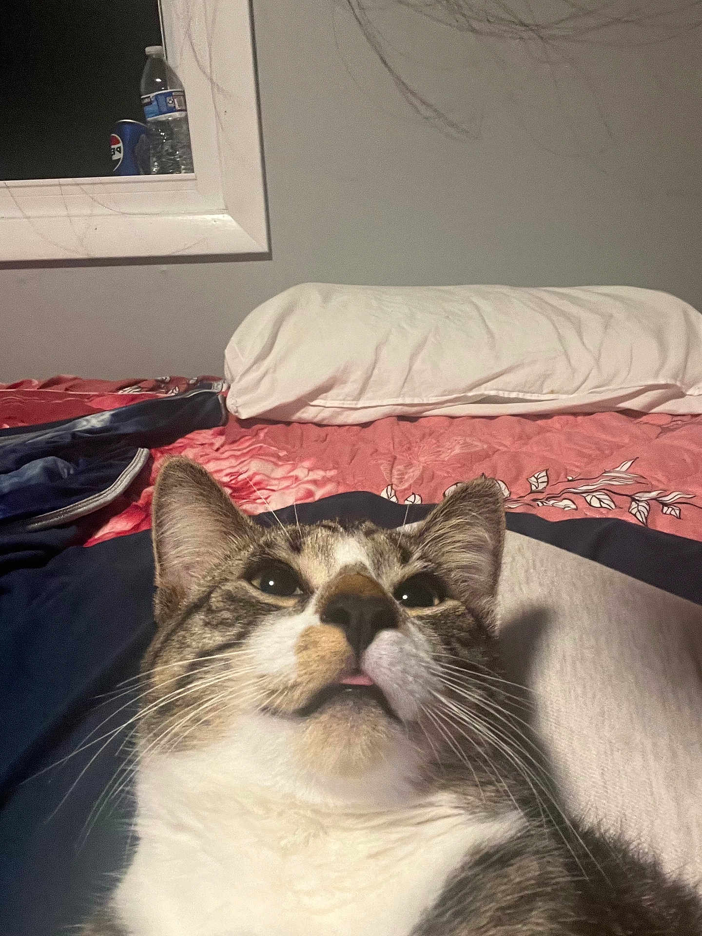 Lucky joined the competition — help win amazing prizes! cat, close_up, bed, pillow, pink_bedspread, white_pillow, indoor, pet, fur, whiskers, face, animal, cute, tabby, striped, relaxed, tongue_out, resting, feline, domestic_cat